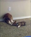 Cat ignores playful Corgi puppy