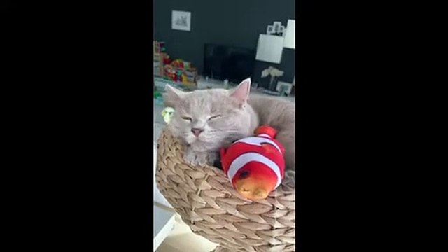 Watch how sweetly this cat plays with his favorite toy