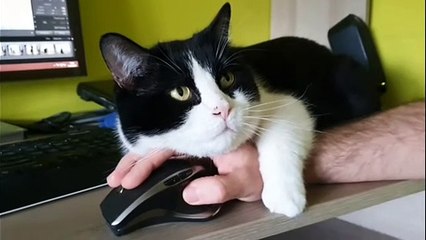 Working from home is nice when you have this kitty