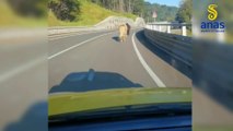 Asino e due cavalli vagano su statale in Liguria, cantoniere li salva