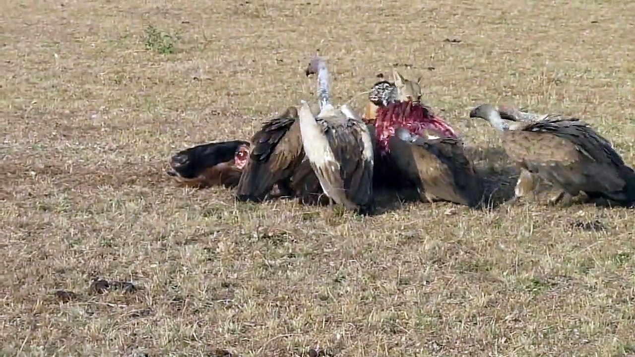 Jackal driving back vultures