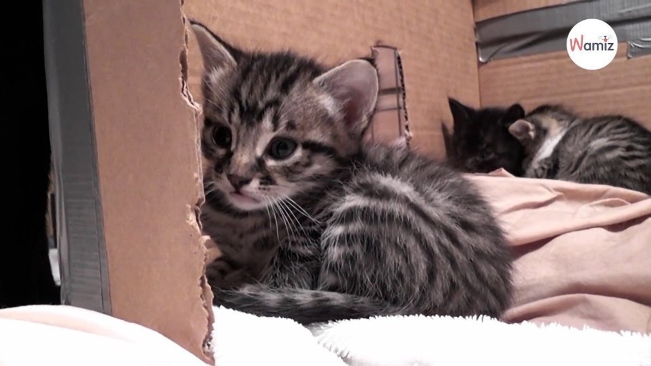 Katzenmama und Katzenbabys unterhalten sich: Mehr als 3 Millionen Menschen sind verzaubert (Video)