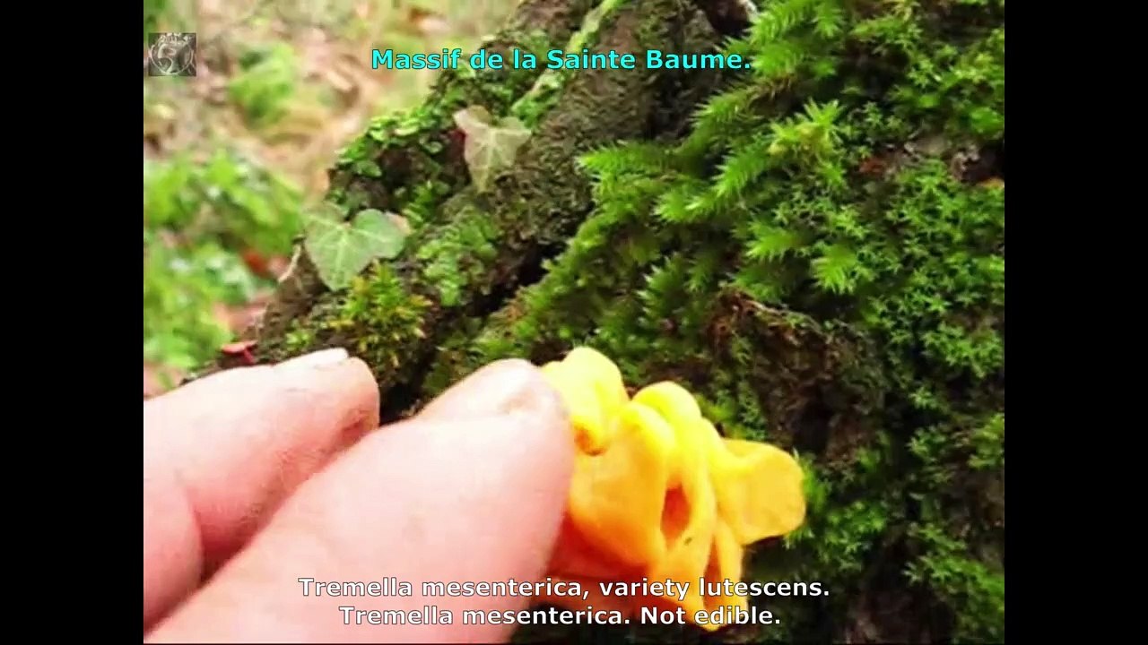Tremella mesenterica, variété lutescens. Champimaginatis. English Text