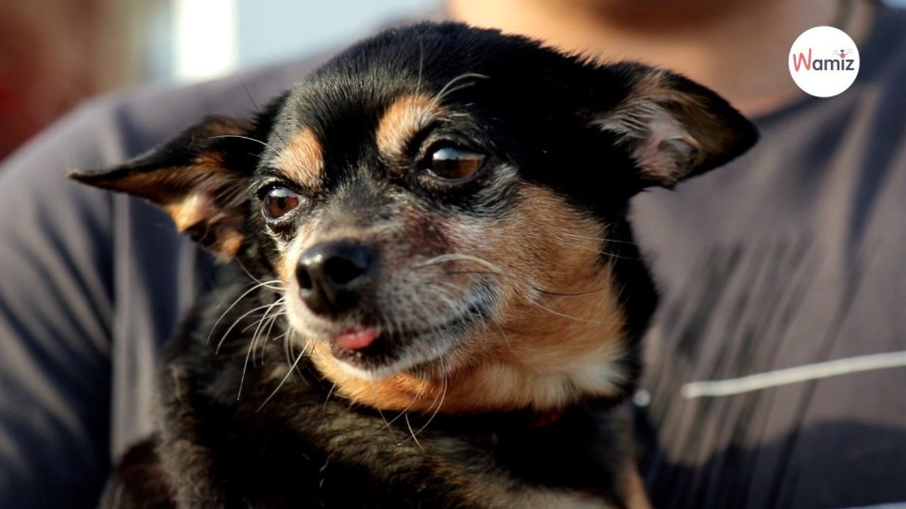 49-Euro-Ticket Sind Hunde erlaubt