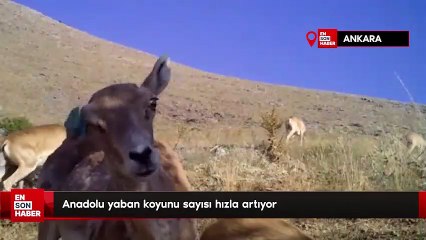Anadolu yaban koyunu sayısı hızla artıyor