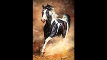 beautiful horse pics short video A.s chanal