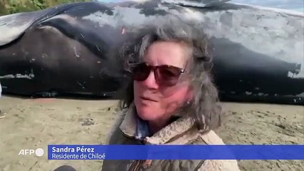 UNA INMENSA BALLENA AZUL VARA EN UNA PLAYA DEL SUR DE CHILE