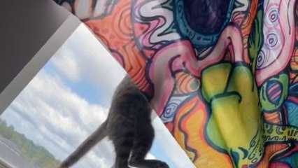 HILARIOUS cartoon-type fall teaches silly cat to stop messing with window blinds