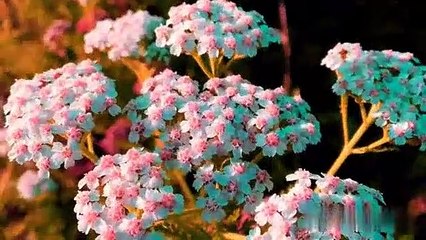 বাংলা চটি গল্প | Review of the beautiful flower_চটি গল্প। বাংলা চটি।