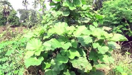 বাংলা চটি গল্প | Review of Beautiful Karam Tree Laboni Vlog Video Bangla Choti Golpo