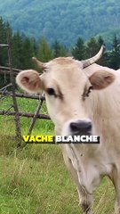 Si un cochon est bleu alors les corbeaux sont noirs (La logique inversée) 