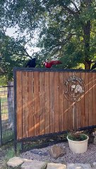 Juvenile Crows Hang Out With Scarlet Macaw