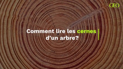 Comment interpréter les cernes d’un arbre pour connaître son âge et sa santé 🌳