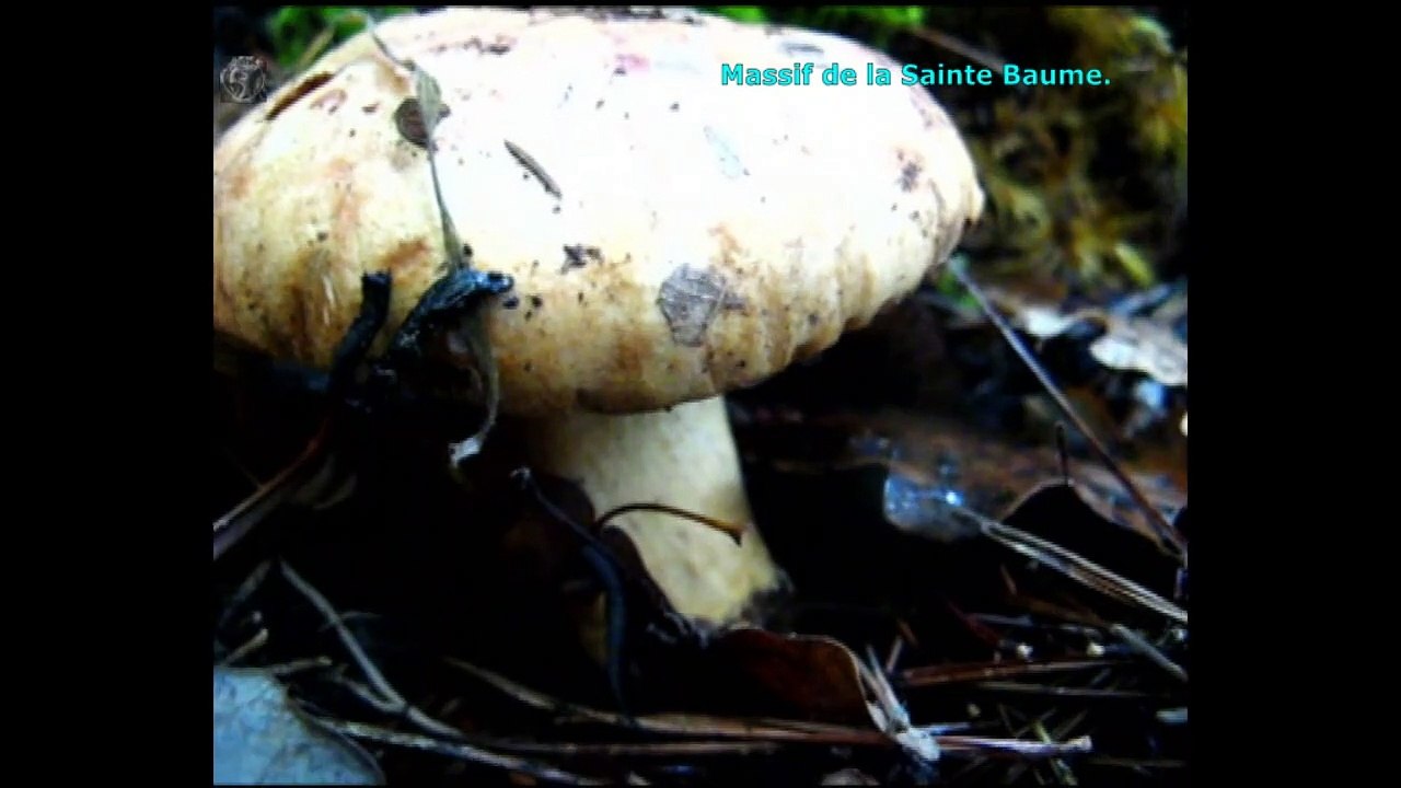 Tricholoma acerbum. Champimaginatis. English Text