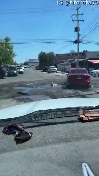 Chien assis dans une flaque d'eau au milieu de la route