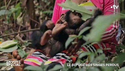 Elle a appris à parler le chimpanzé - ZAPPING SAUVAGE