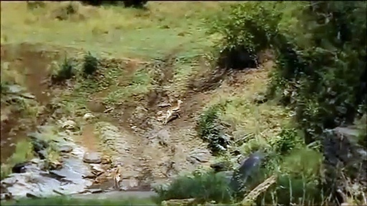 Un éléphant de mer attaque une voiture ! - ZAPPING SAUVAGE 6