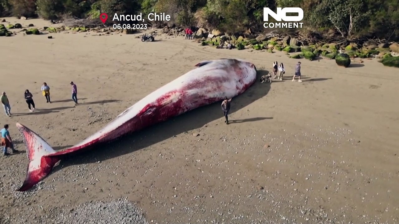 NoComment | El cadáver de una ballena azul aparece en una playa del sur de Chile