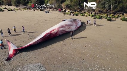 NoComment | El cadáver de una ballena azul aparece en una playa del sur de Chile