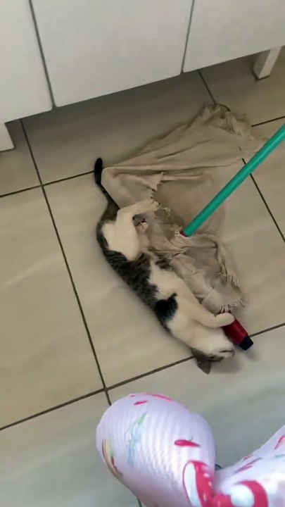 Un chat curieux aide à nettoyer le sol