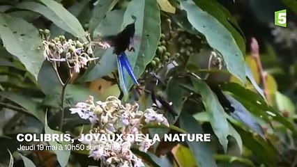 La magnifique parade du colibri - ZAPPING SAUVAGE 67