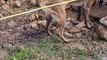 Cães da PM acham a arma usada em tentativa de homicídio em Itajaí