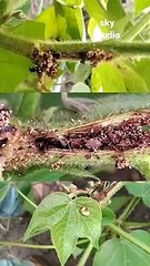 Kapas ma kit and  //kotan ke pobhe