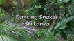 Danse de 2 serpents au Sri Lanka... Impressionnant
