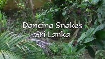 Danse de 2 serpents au Sri Lanka... Impressionnant