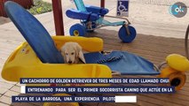 Chui, el perro que se prepara para ser socorrista en una playa de Chiclana