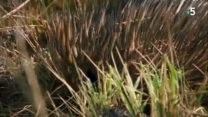 Vous n'avez jamais vu d'échidné - ZAPPING SAUVAGE