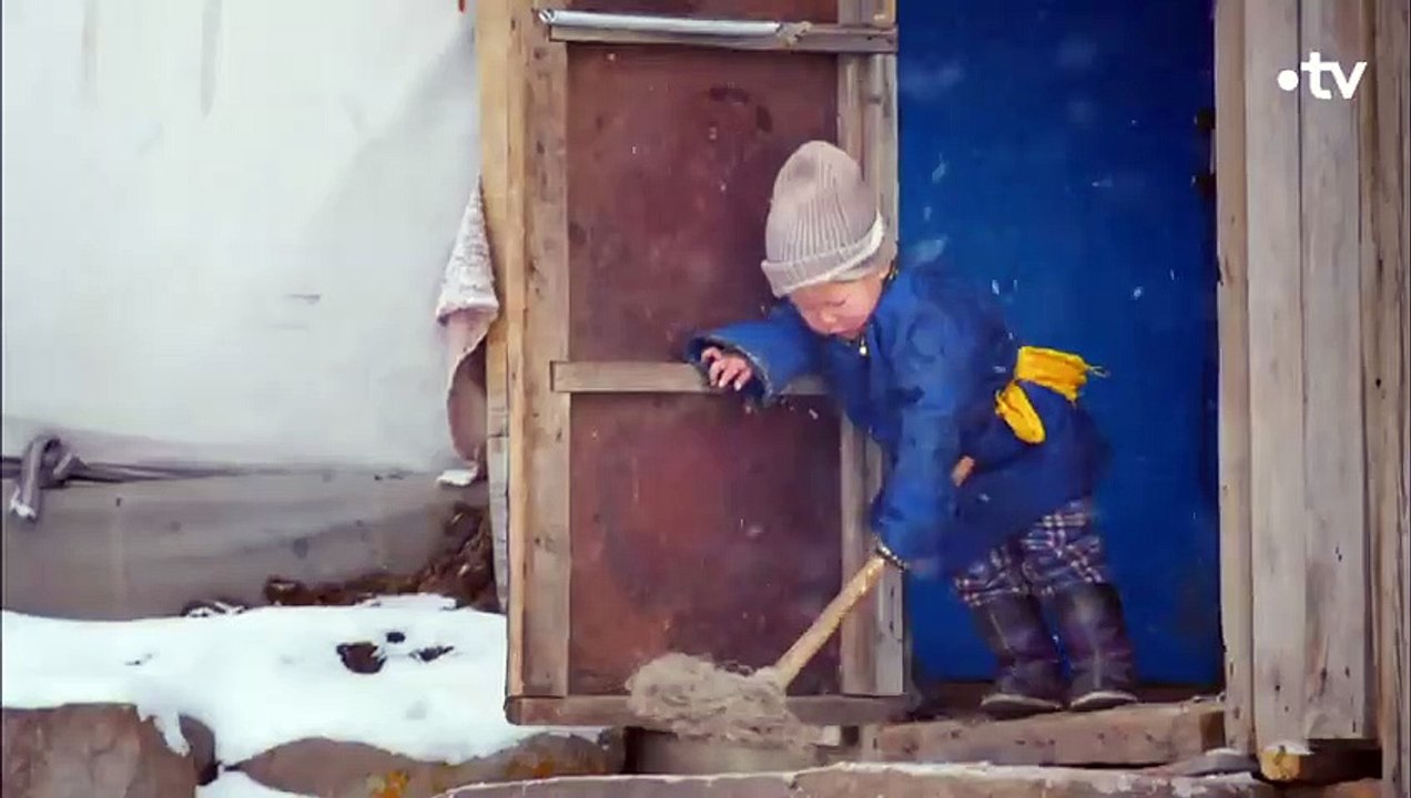 Voici comment le loup sauvage est devenu un chien - ZAPPING SAUVAGE