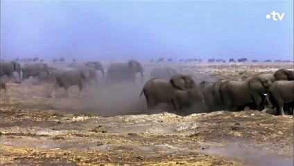 Une tempête de sable emporte un éléphanteau - ZAPPING SAUVAGE