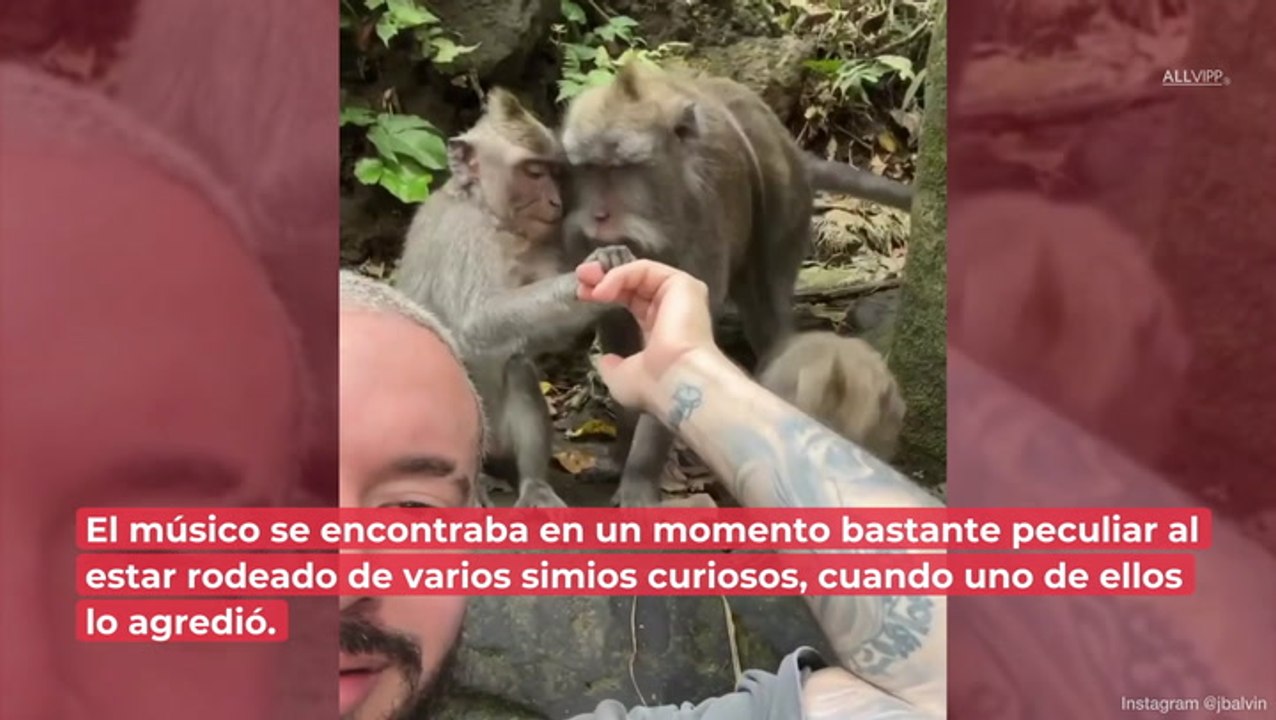 J Balvin intenta acariciar a un mono y este lo muerde: ¿corre peligro su salud?