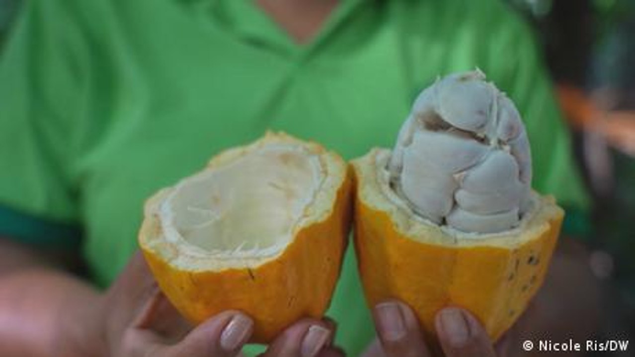 Den Regenwald schützen mit nachhaltiger Bewirtschaftung