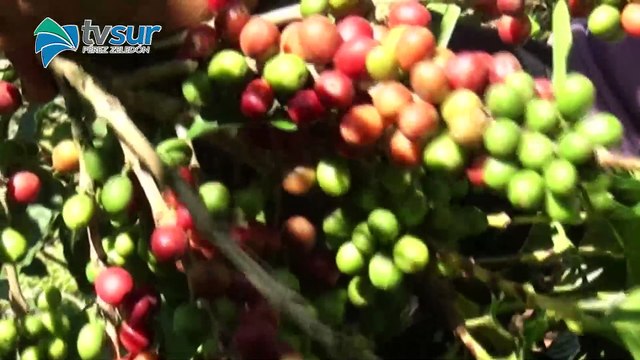 Nuestras Regiones Paraíso-C 51