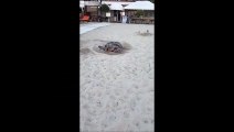 La tartaruga Caretta caretta sulla spiaggia di Fetovaia