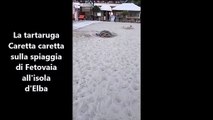 La tartaruga marina sulla spiaggia di Fetovaia