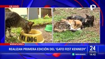 Día del Gato: colorida feria se realizará en el parque Kennedy de Miraflores