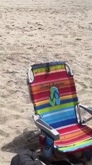 La colonie d'abeilles déménage dans la chaise de Beachgoer