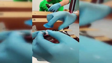 Patlamada yaralanan güvercinler emin ellerde