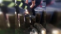 Acı içinde kıvranan iki yavru köpek itfaiye ekipleri tarafından kurtarıldı