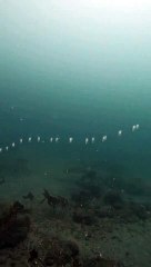 La créature marine la plus étrange