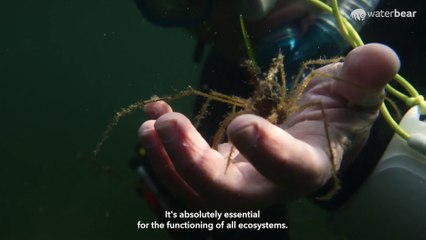 The Custodians | movie | 2023 | Official Trailer