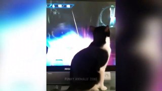 Funniest Animals 2023  Funny Cats and Dogs  _ Funny Animal Videos 2023