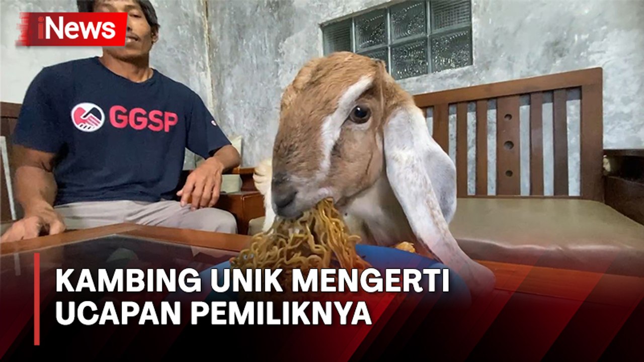 Kambing Unik di Banjarnegara, Gemar Makan Mie G...