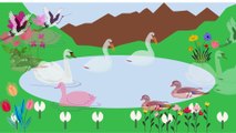Video animasi - danau - angsa - bebek
