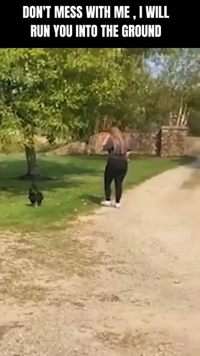 Run, Lady, Run! Woman's Hilarious Pursuit by a Offended Rooster #shorts