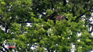 How a Pair of American Bald Eaglets Survived Losing Their Home