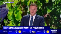 Vendanges précoces, surproduction... que disent les prévisions de la production viticole en 2023 ?